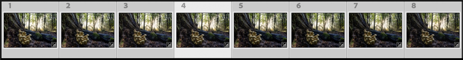 Eight photos of a focus series selected in the Lightroom filmstrip